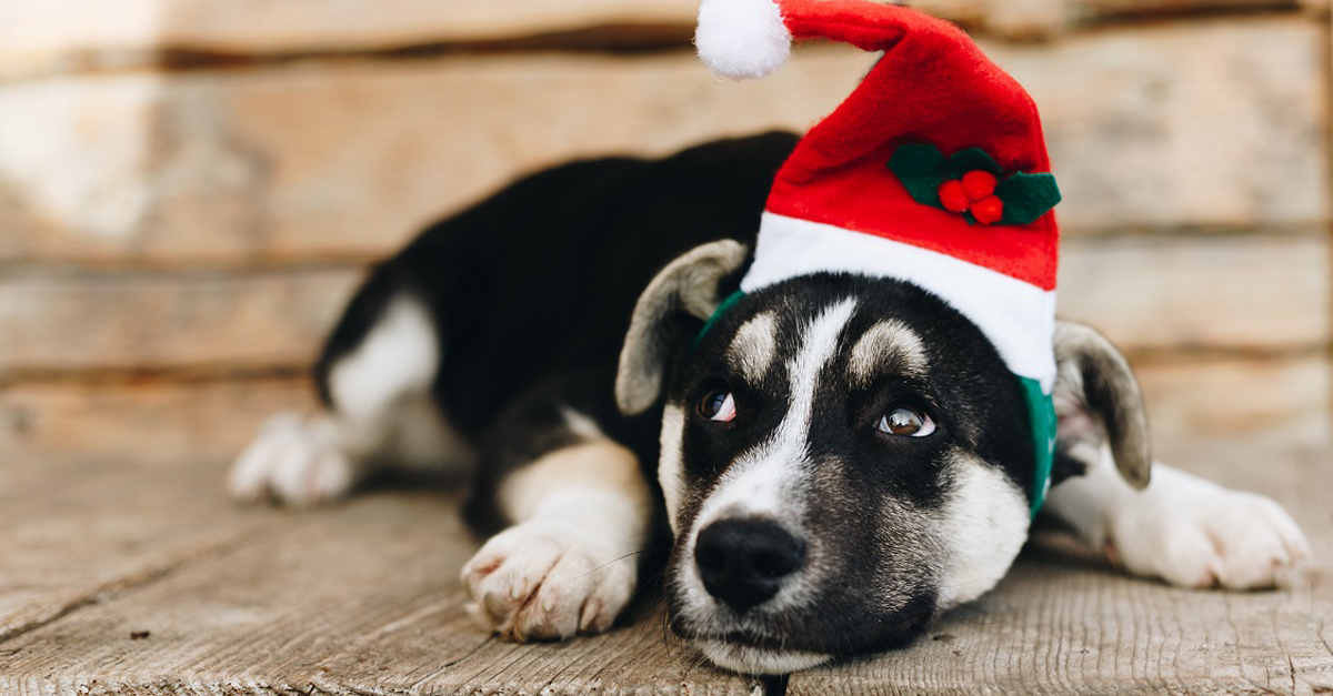 Négylábú szeretetfutár Négylábú szeretetfutár