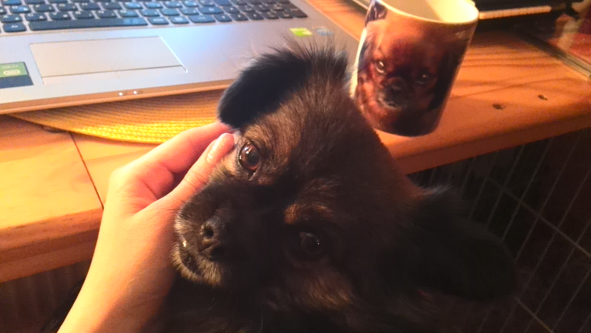 Minden kutyának kell munka. Ő éppen cikket ír Zitával a Kutyabarathelyek.hu hasábjaira :)