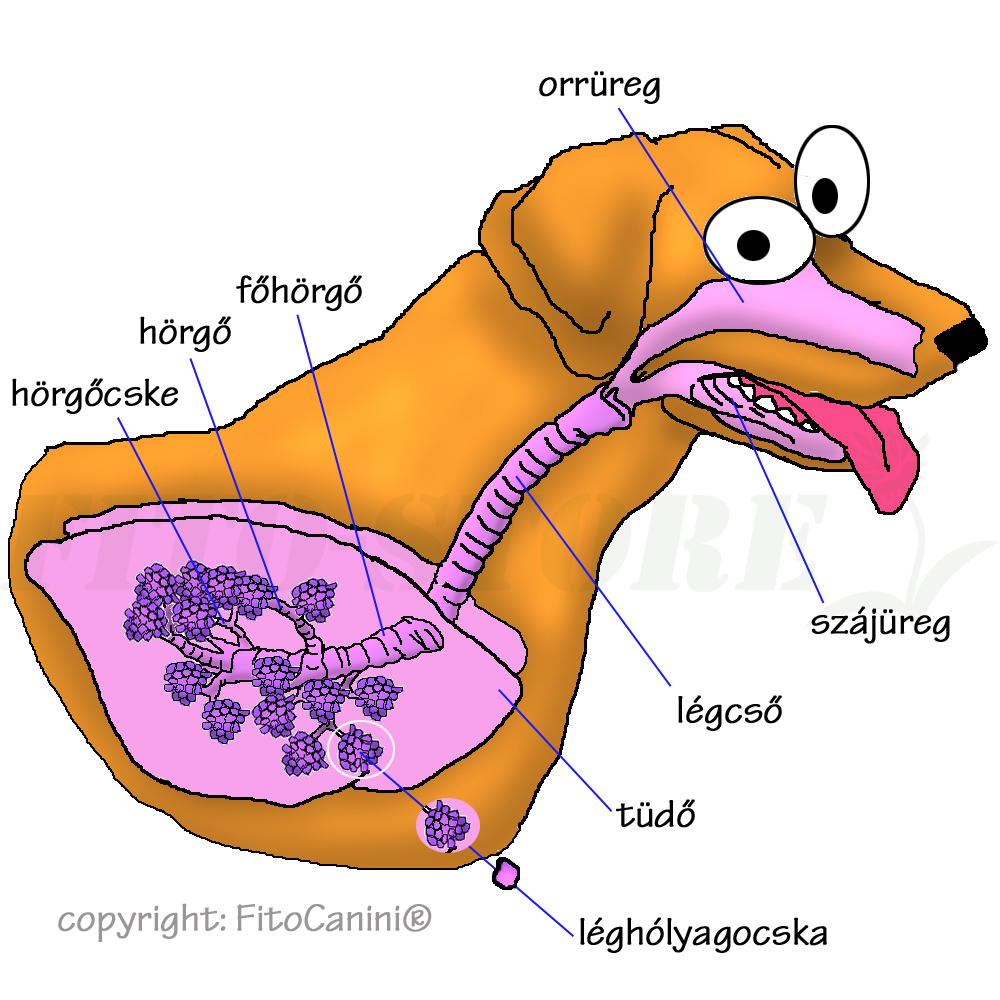 Légutak kutyáknál Légutak kutyáknál