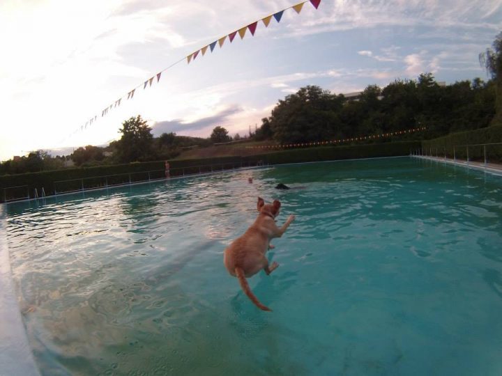 Ugrálhatnak, úszhatnak, játszhatnak a kutyák a pécsi strandon