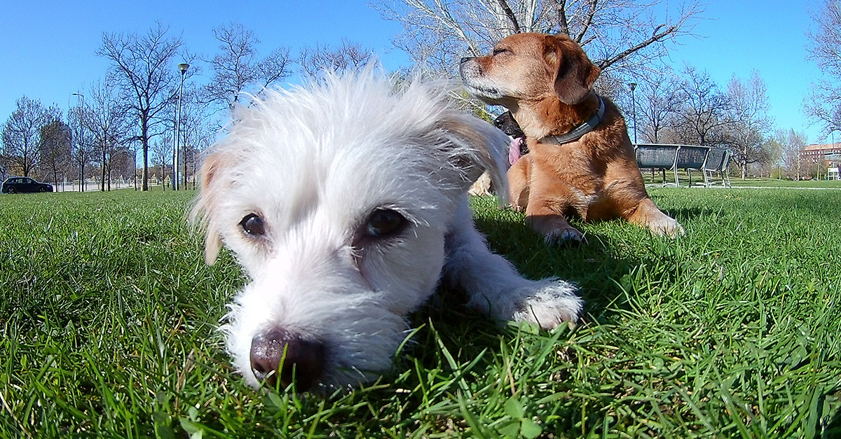 Álmos és én ilyen helyeken szoktunk póráz nélkül kutyálkodni. Ahol lakunk, pórázon vezet minket a mami