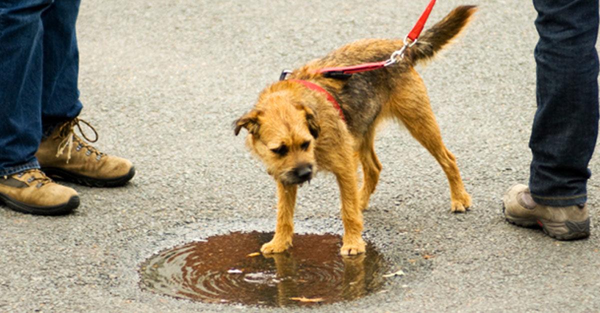 Mérgezik a kutyákat Budapesten