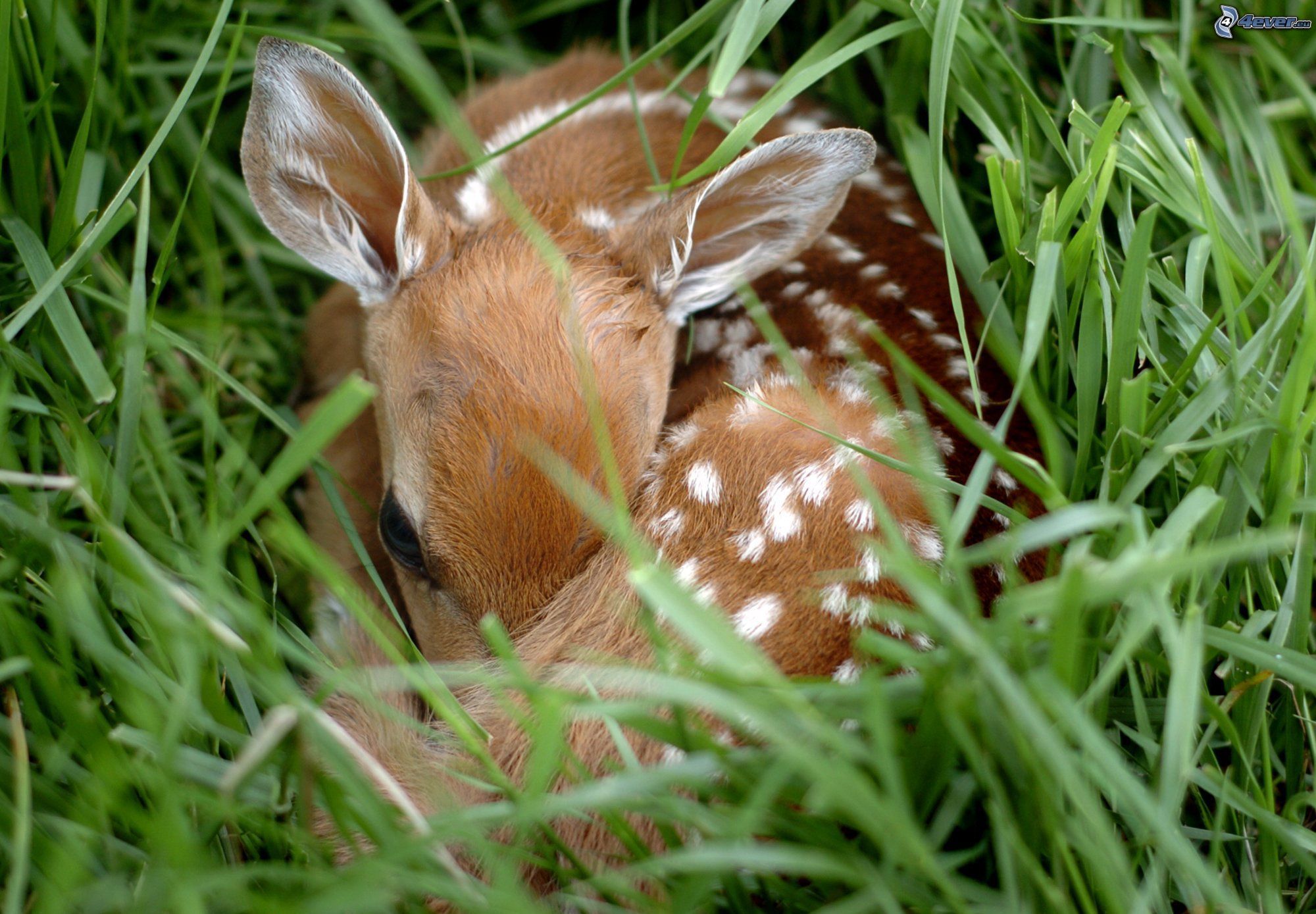 Rejtőzködő őzgida