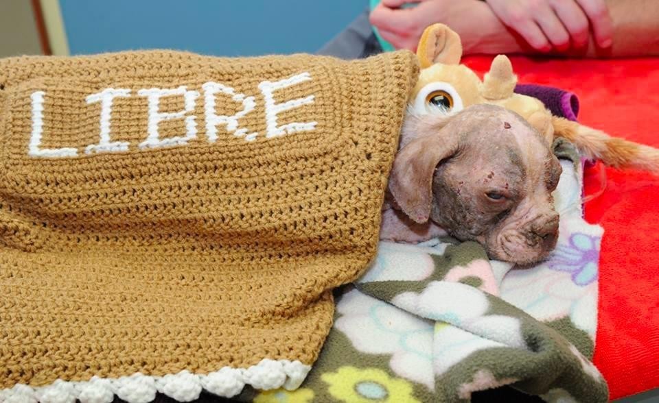 Saját nevével ellátott takarót készítettek a beteg kutya számára