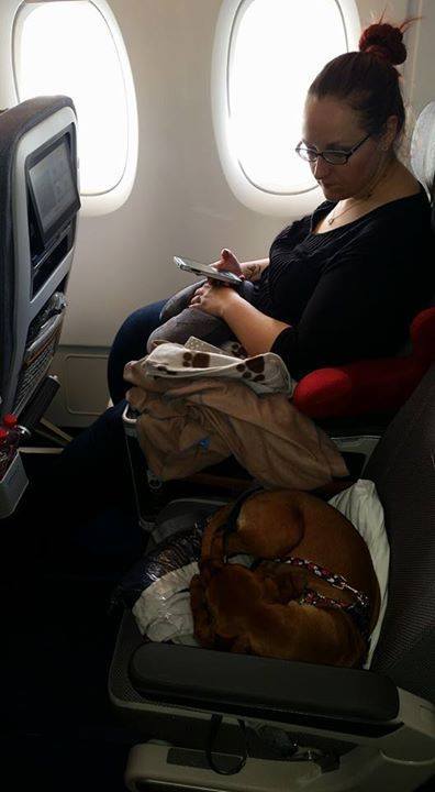 Missy, a vizsla a Lufthansa repülőjáratán