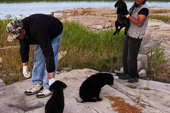 Az állatmentők gondoskodtak a menhelyre szállításukról, orvosi ellátásról és majd az örökbeadásukról is