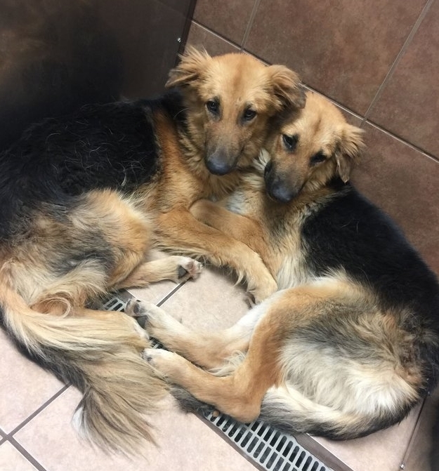 Apollo és Adonis, az elválaszthatatlan testvérpár