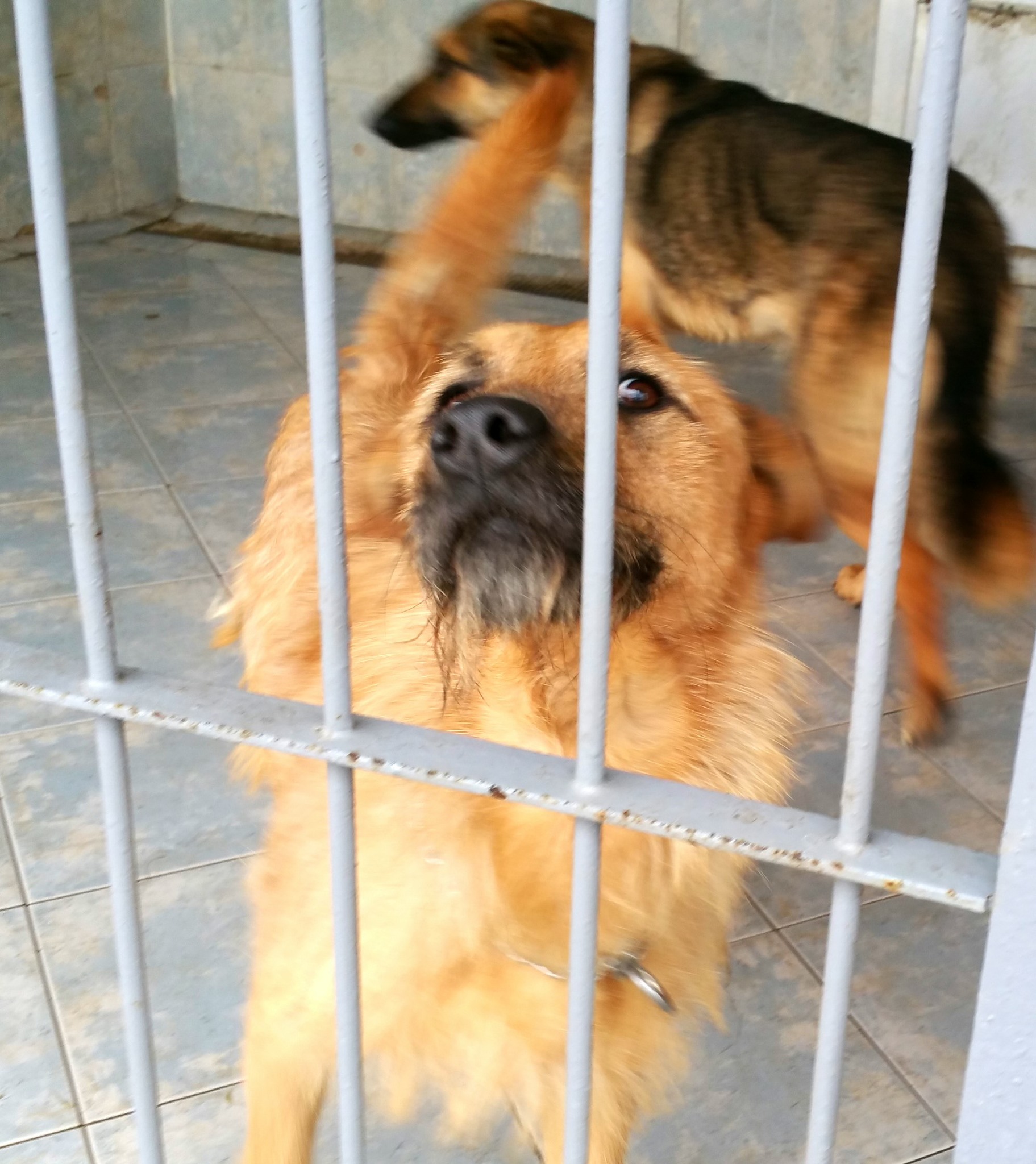 Telt ház van a Rexnél is: rengeteg a gazdikereső kutya és cica!