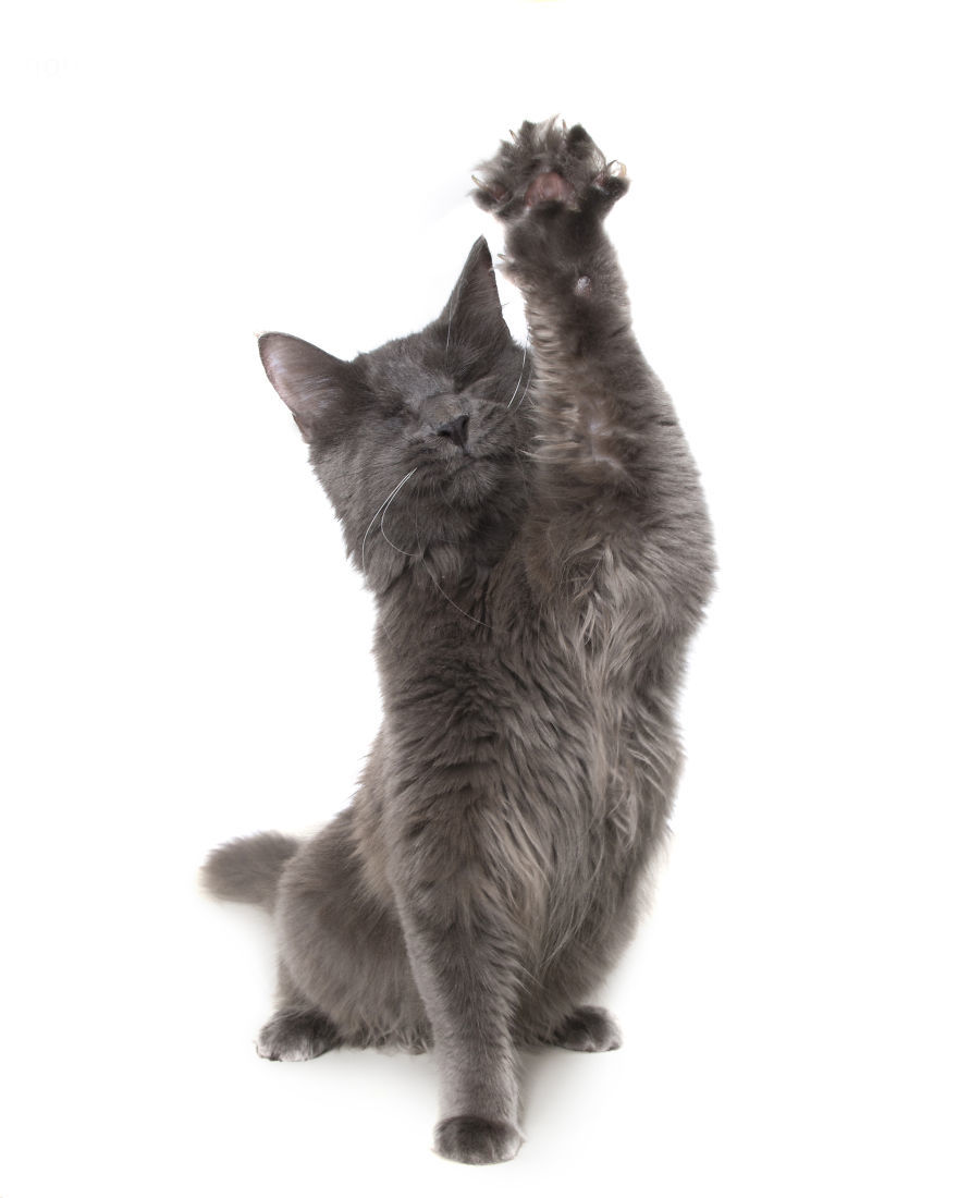 Nimh, a vak cica - betegségének szövődményei miatt el kellett távolítania a szemeit