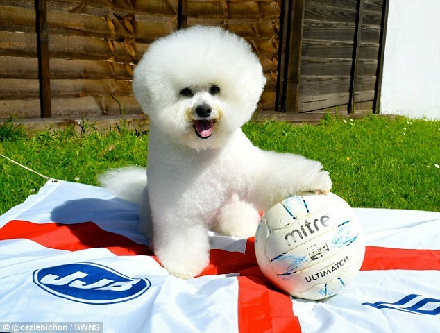 Megszűnhet a kedvelt társasági kutyafajták tenyésztése, csak a szaporítók maradnak