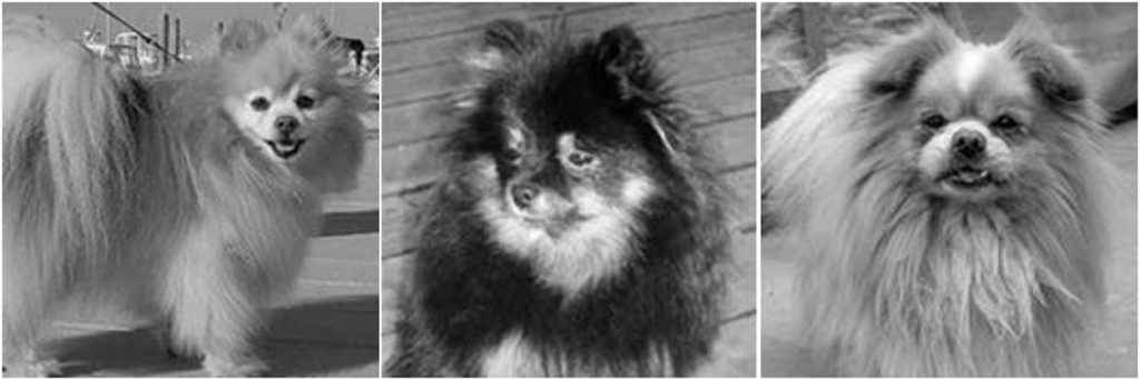 A Titanic kutyái - két pomerániai törpespicce és egy pekingi palotakutya élet túl a tragédiát