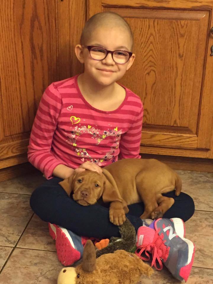 A kis vizsla újra vidámságot csempészett a család mindennapjaiba