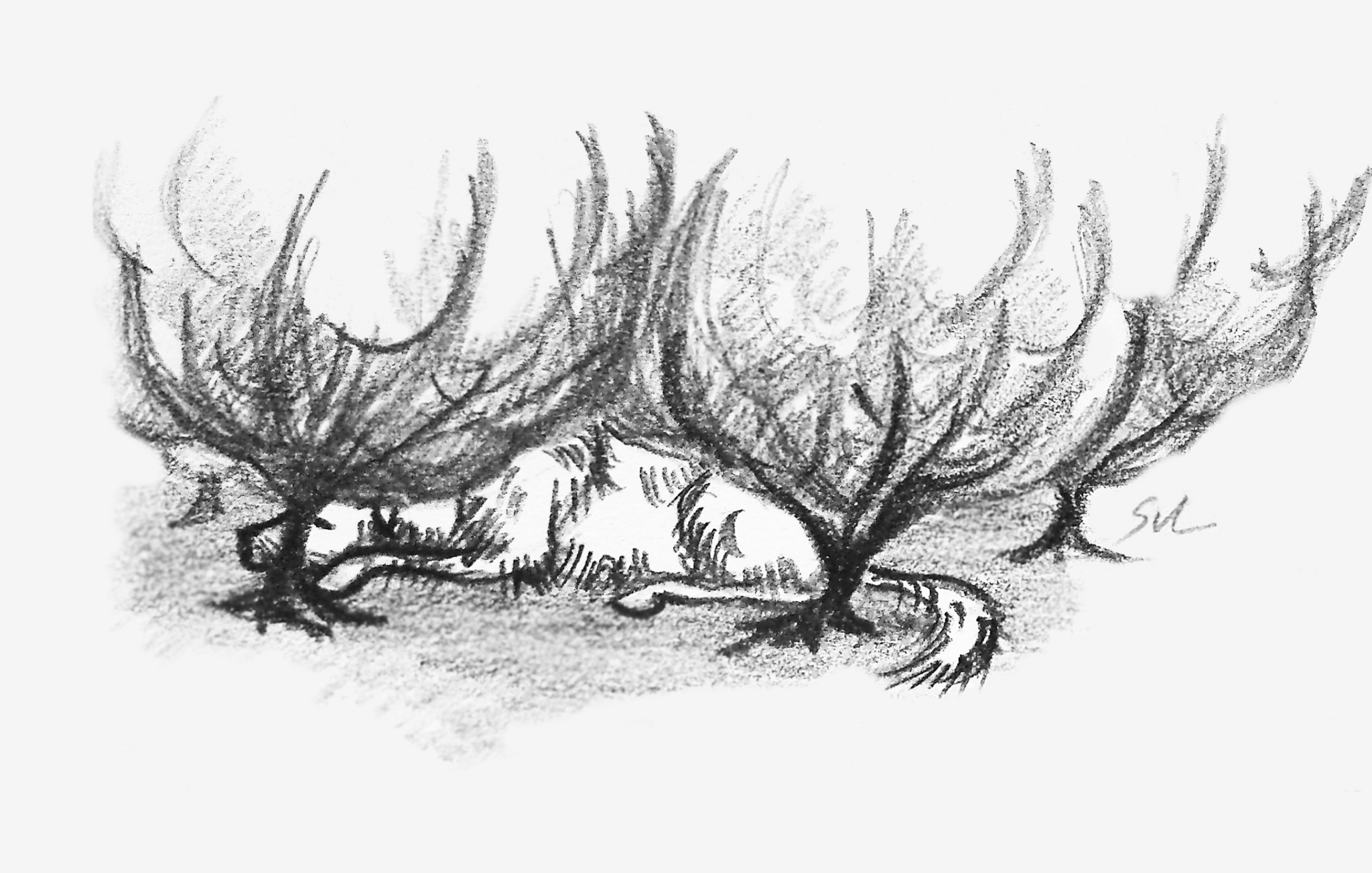 Kutya a bokor alatt...