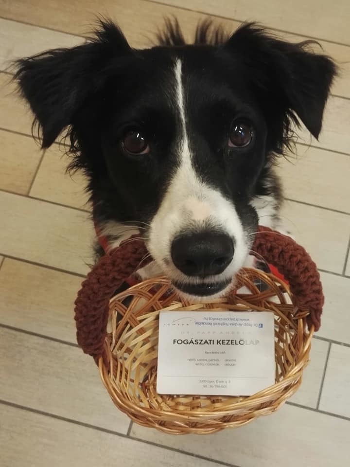 Lara, a terápiás kutya a fogászati kezelőlapokat is átveszi a páciensektől