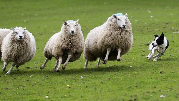 Lételeme a munka a terelő- és juhászkutyáknak