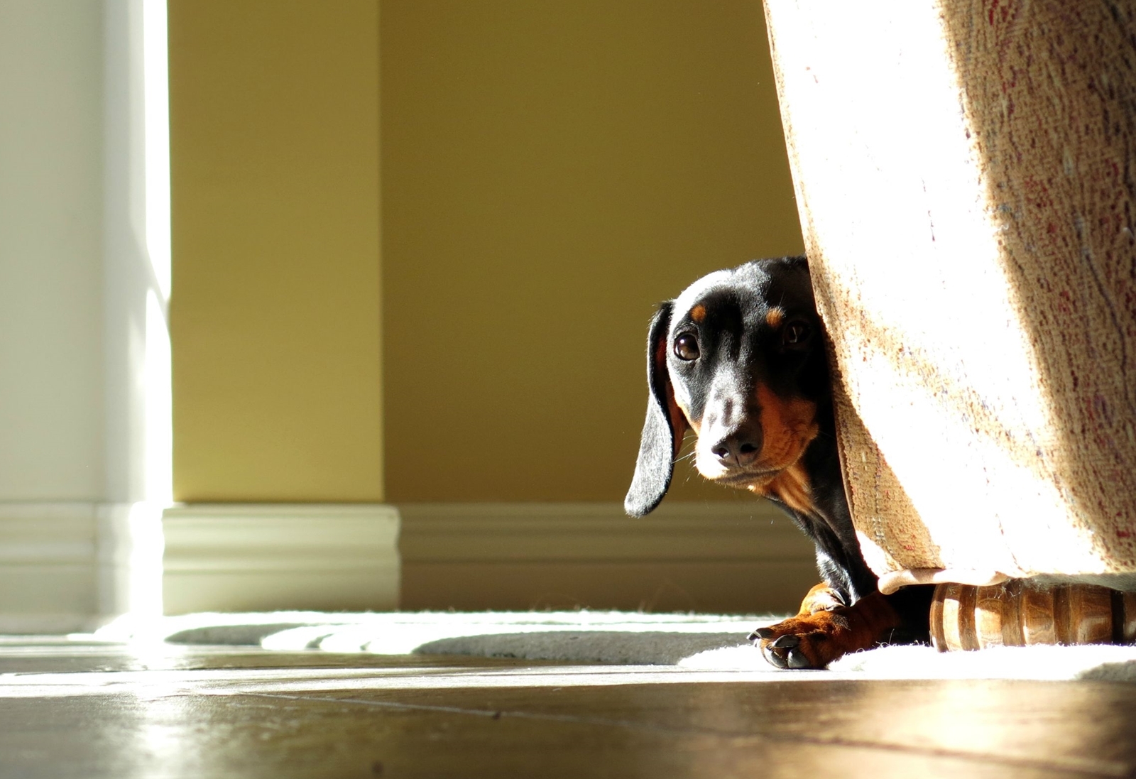 A félénk kutya rehabilitációja gyakran hosszas folyamat-1