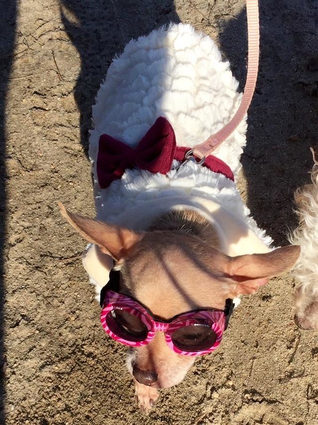 Daisy, az idős csivava divatozik