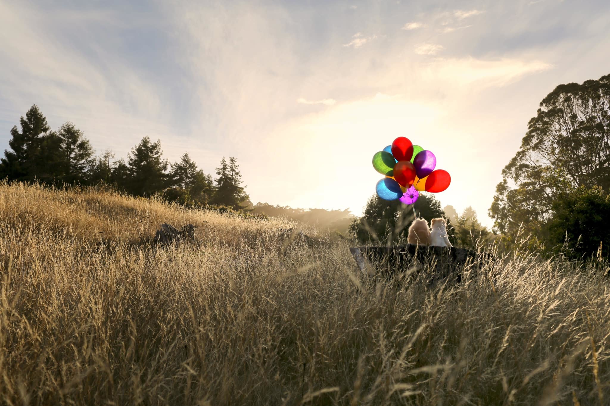 Boo és Buddy már együtt vannak a kutyák mennyországában