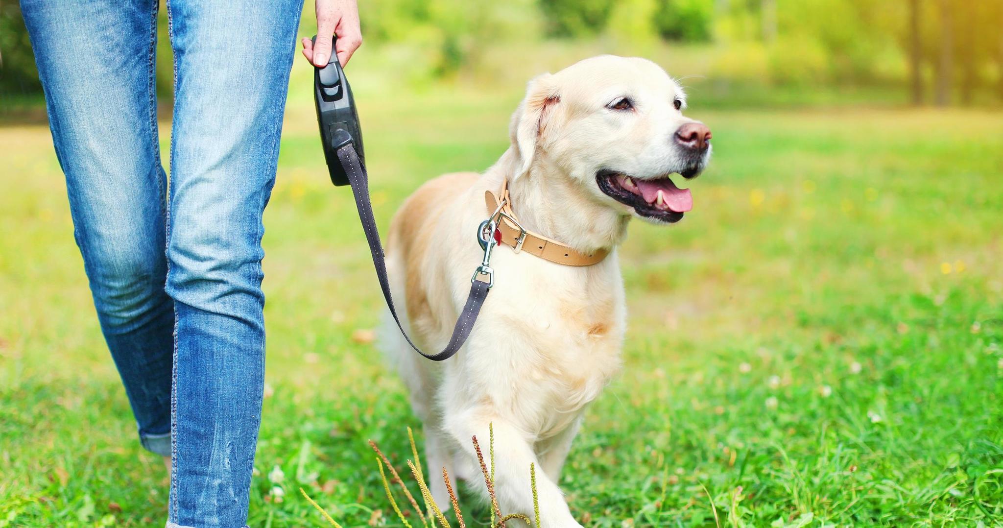 Tanfolyamot kell végeznie a bécsieknek, ha kutyát akarnak tartani