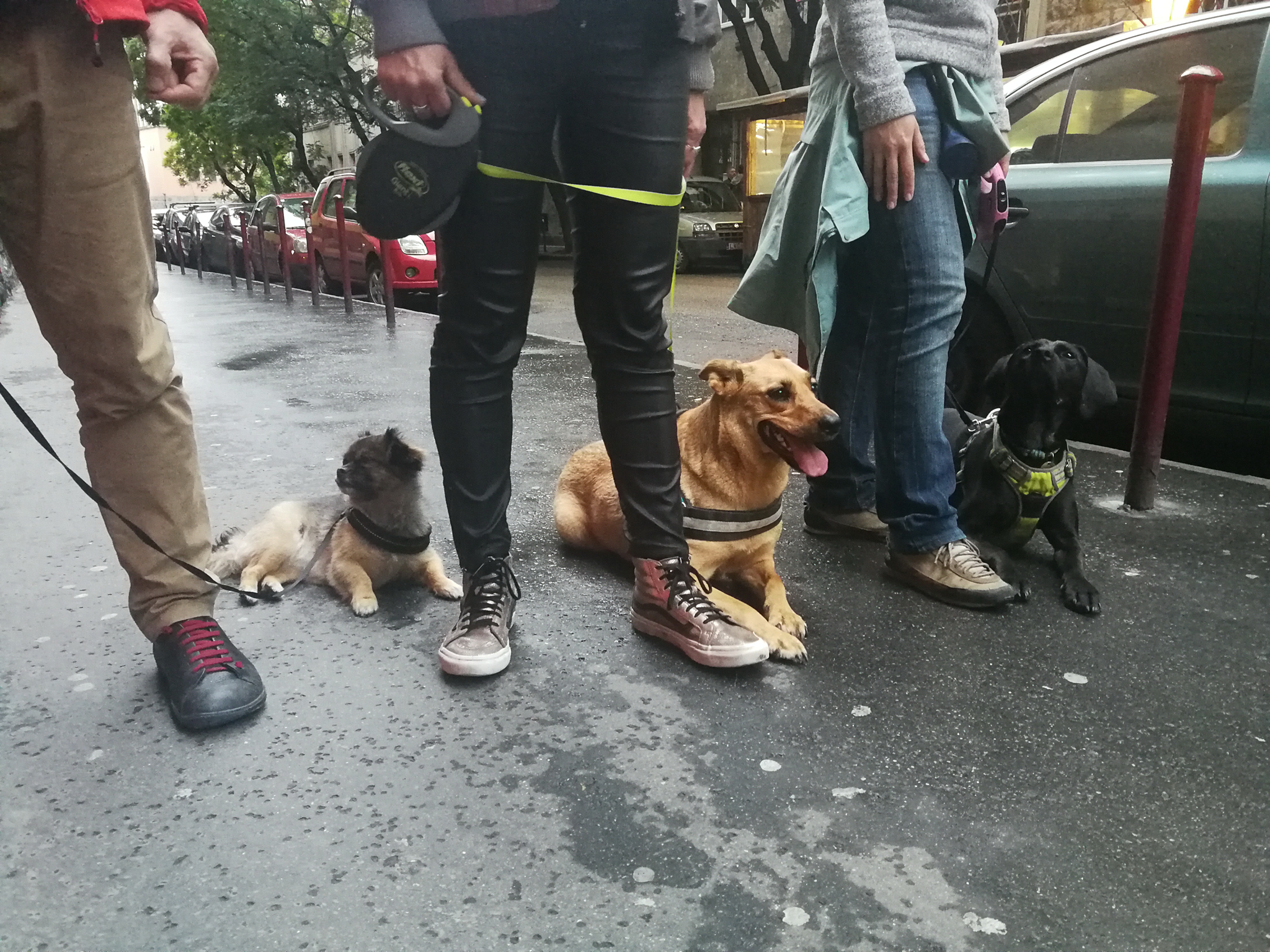 Hiába van egy kutya teste fekvő pózban, ha tudatállapota egzaltált, feszült - mindehhez elég két másik kutya közelsége és egy zsúfolt utcaszakasz.