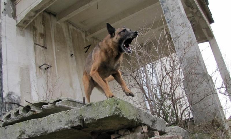 Mangó, a keresőkutya az összedőlt raktárépületben személyek jelenlétét jelzi