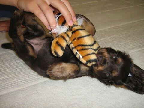 Fontos az ember társasága, törődése is