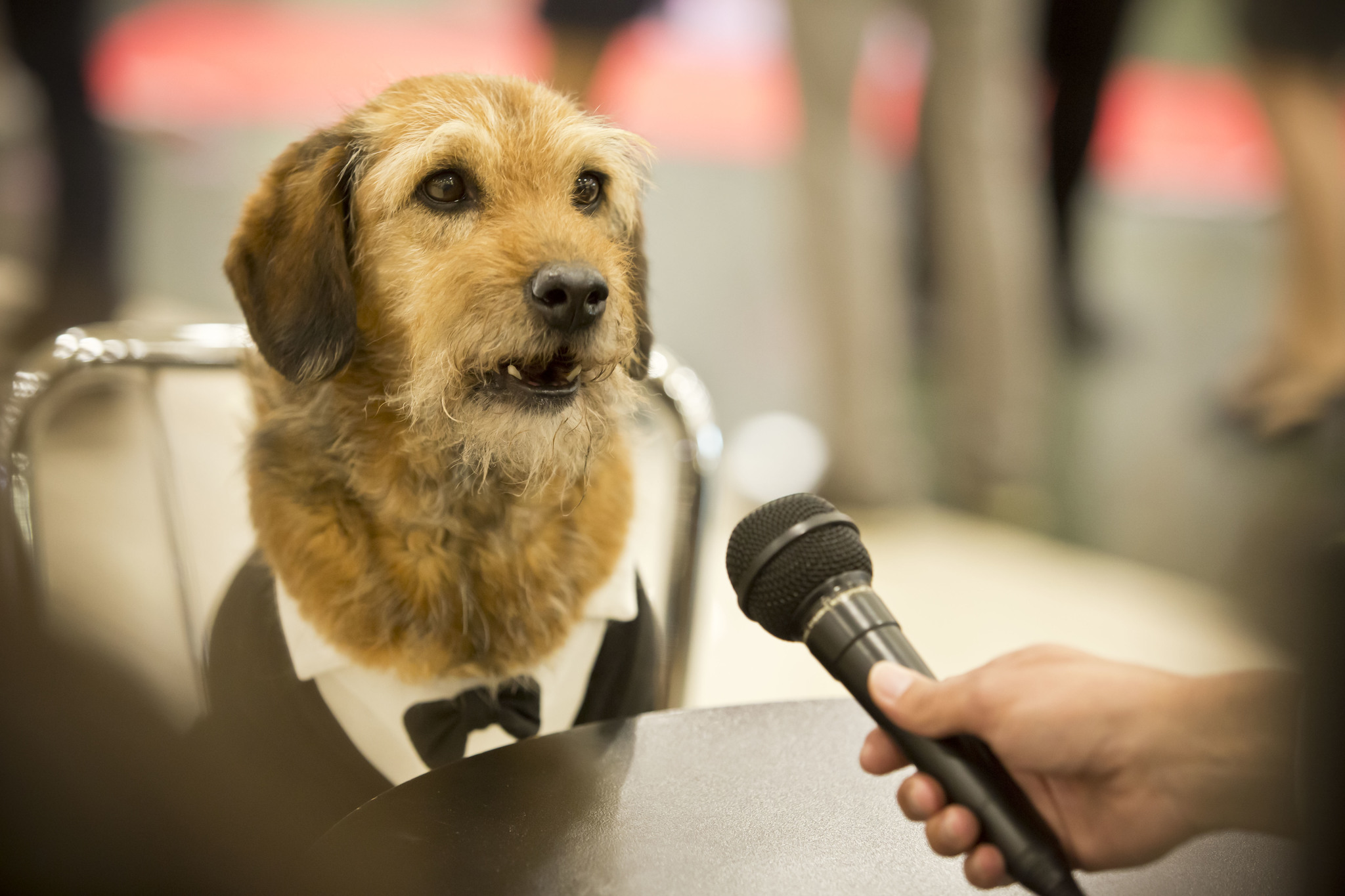 Az öltönyös elnök-kutya a négylábúakat képviselve nyilatkozott Az öltönyös elnök-kutya a négylábúakat képviselve nyilatkozott