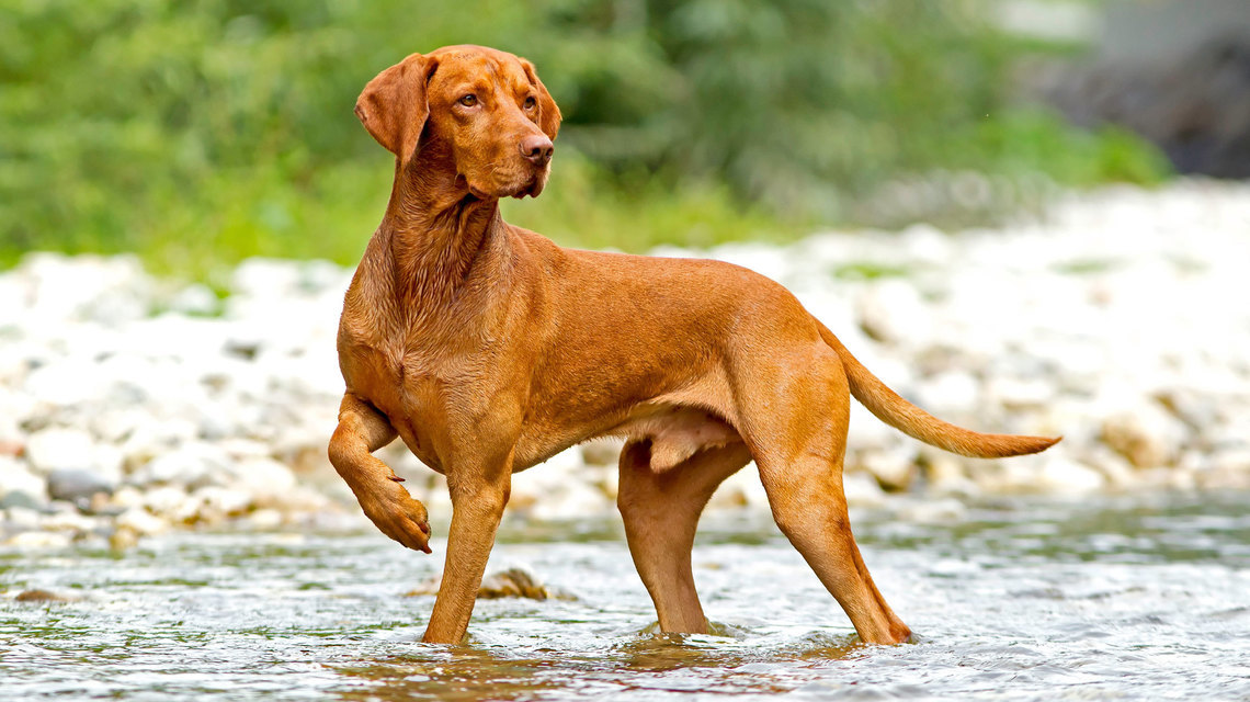 Magyar vizsla