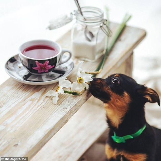 Természetesen saját kutyájukat is hozhatják a kávézóba a vendégek
