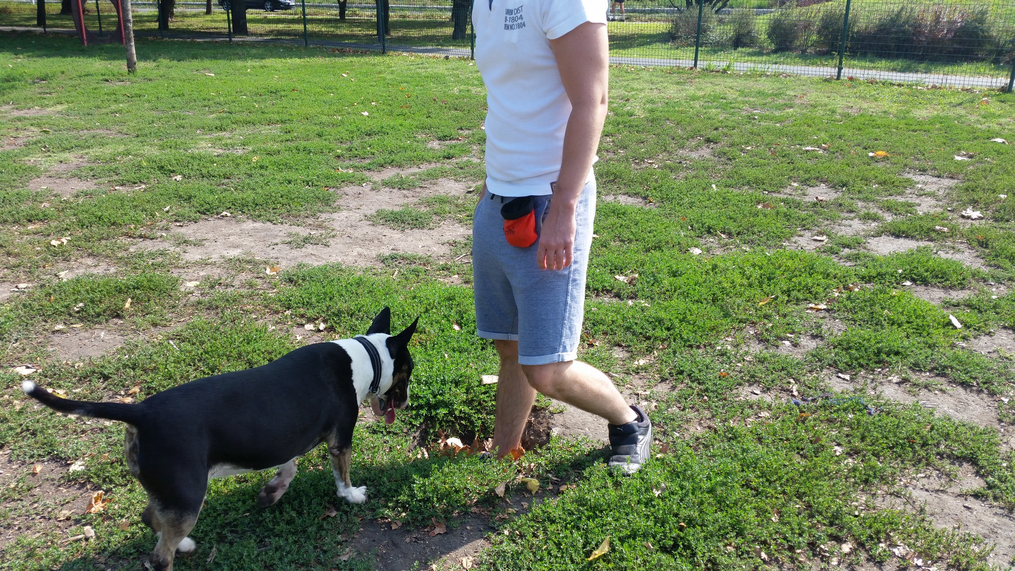 A kutyák képesek igen mély gödröket is ásni - minél mélyebb a gödör, annál nagyobb a baleset veszélye