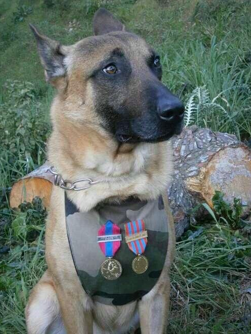 Diesel, a rendőrkutya kitüntetései