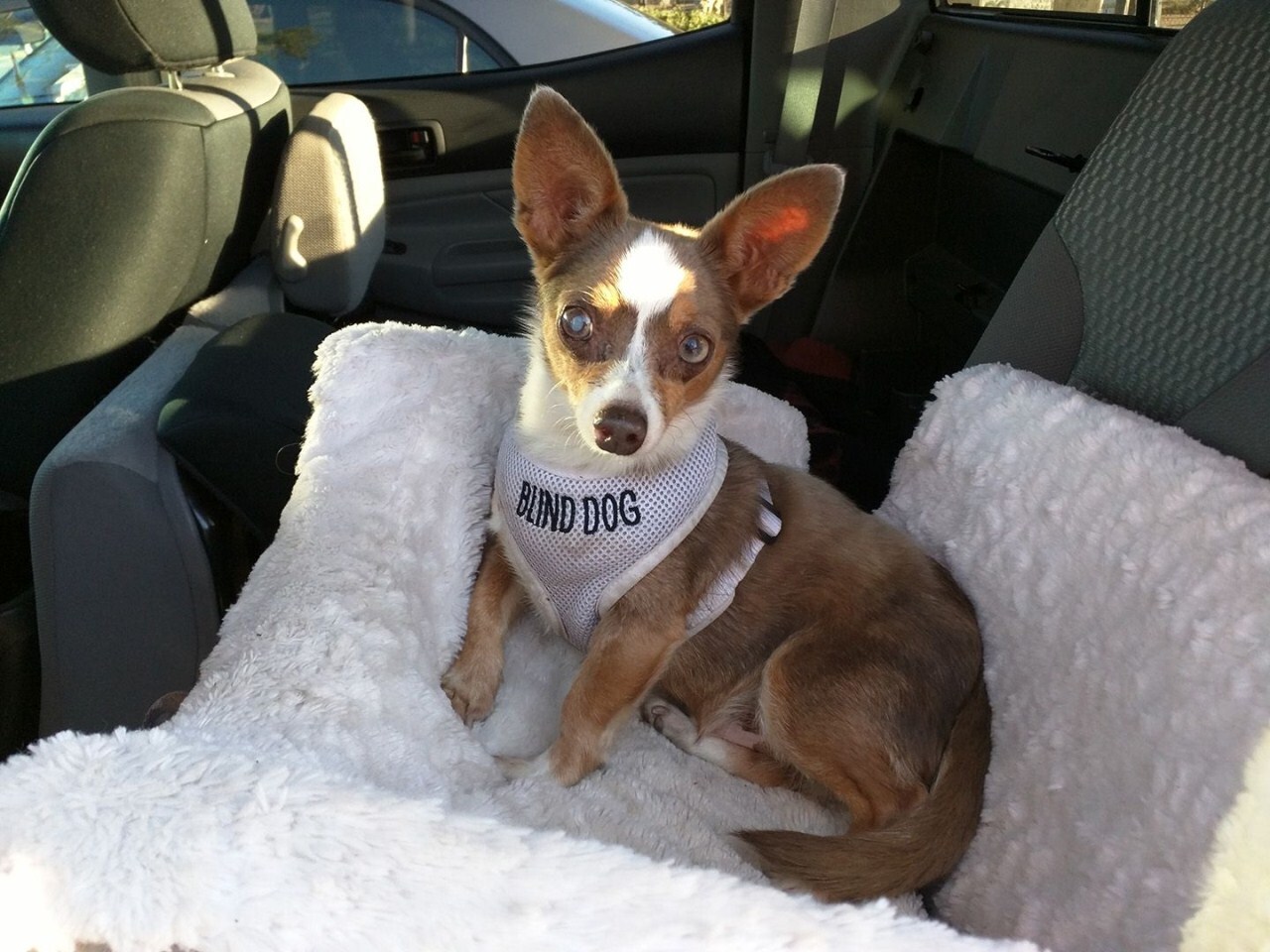 A nyakörvön vagy a hámon található felirat tudatja a környezettel, hogy a kutya nem lát