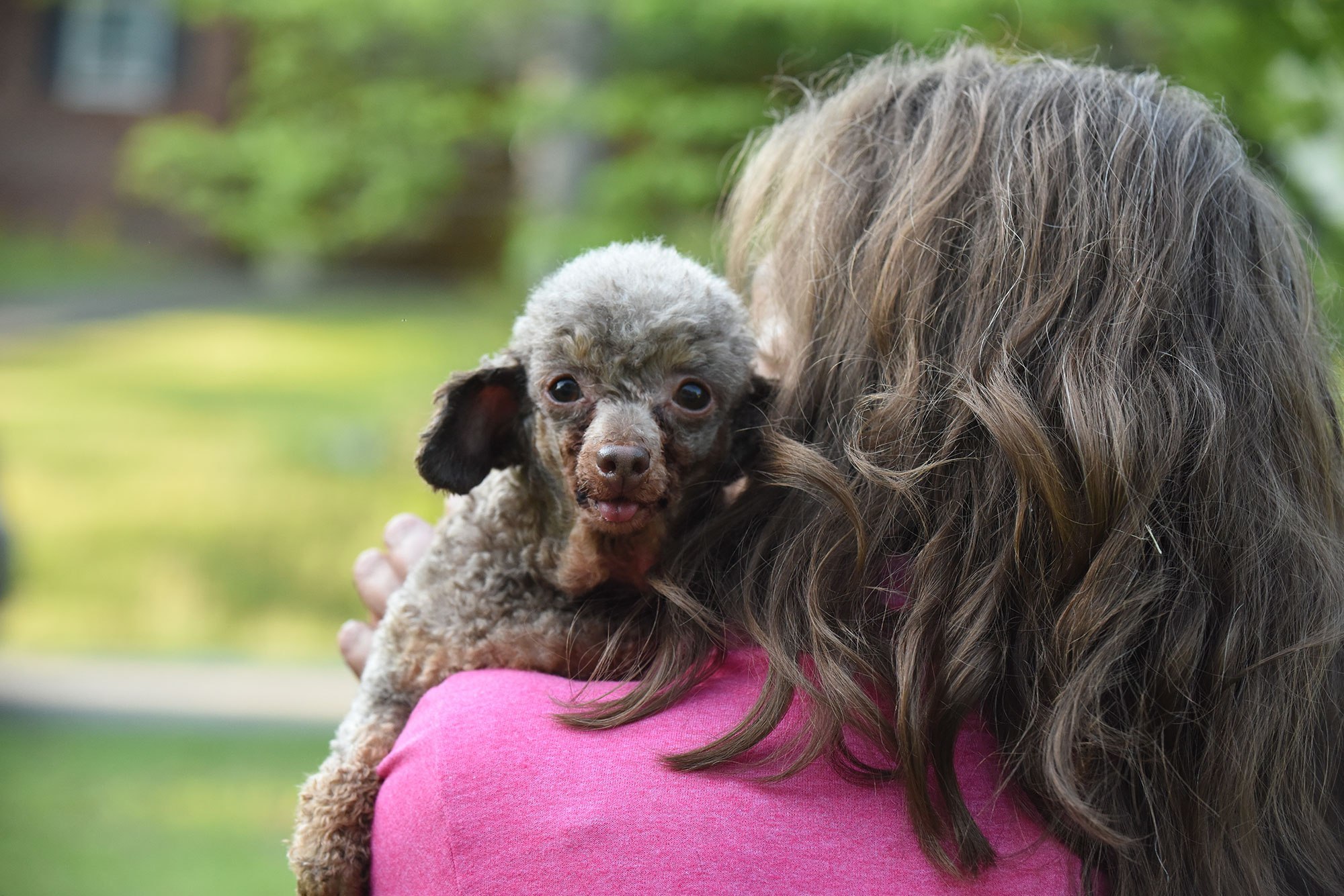 A szaporítótól mentett kutya minden vágya, hogy gazdája közelében lehessen