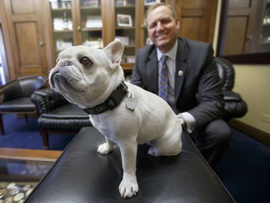 Jeff Denham képviselő és kutyája, Lily, a francia bulldog