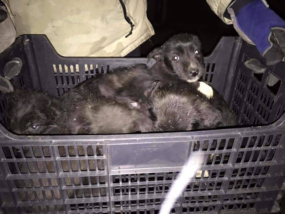 A megmentett kiskutyák