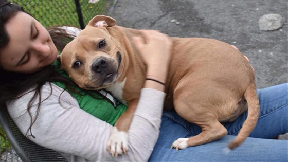 Helena nem épp egy őrző-védő jellemű kutya, hiába a harciasnak tűnő külső