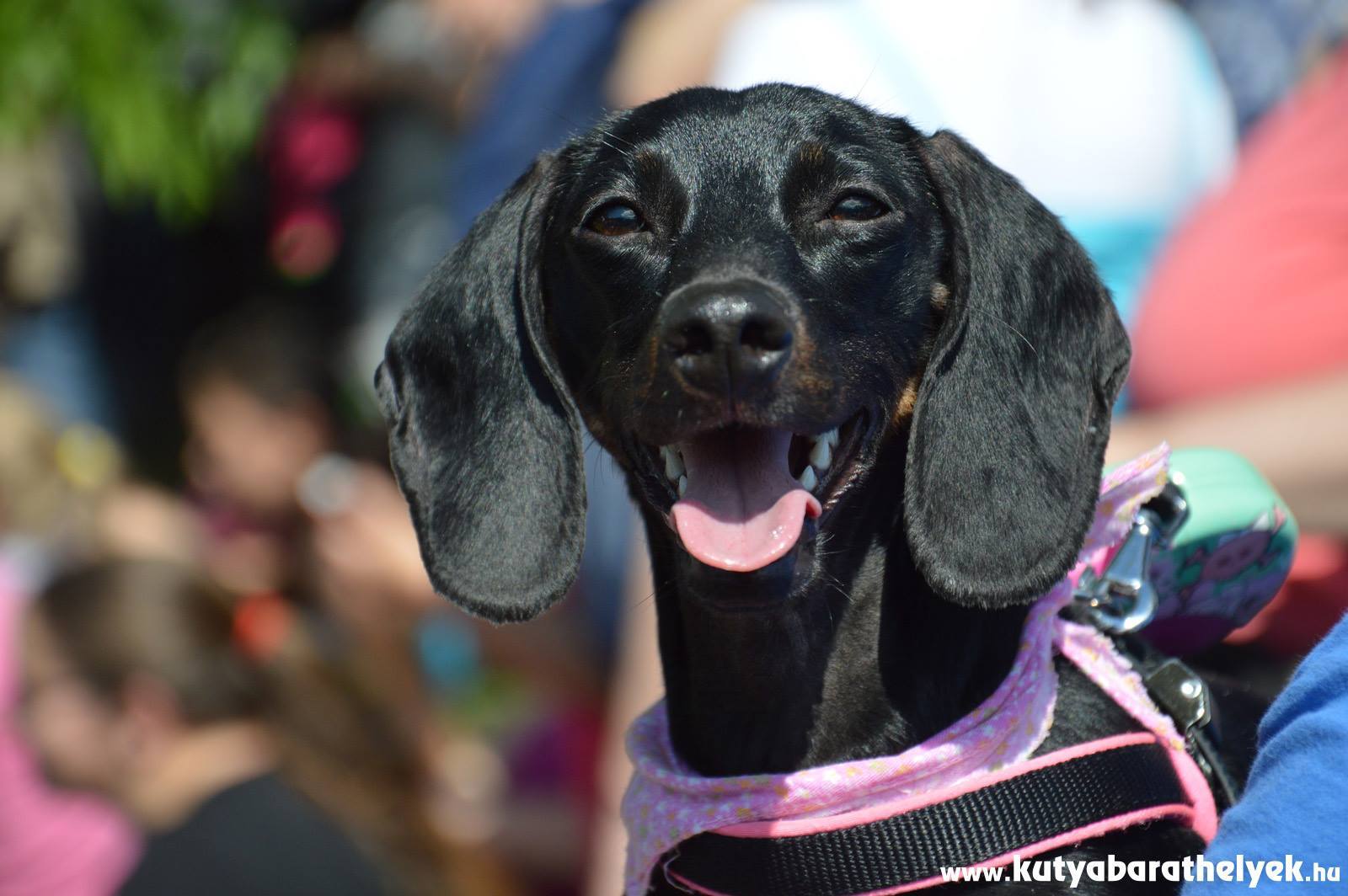 Tacsik és gazdáik alkotnak egy hatalmas, összetartó közösséget