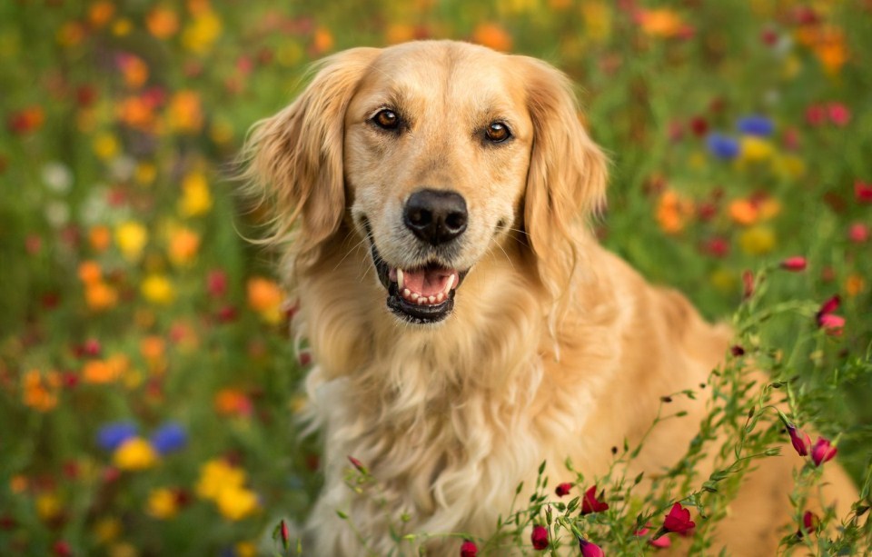 Kutyafajták extrovertáltaknak - Golden retriever