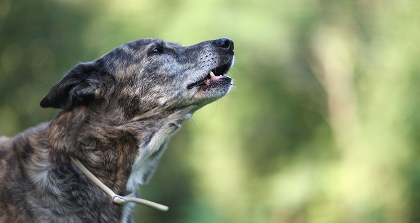 A kutyák ugatása rendkívül sokszínű 