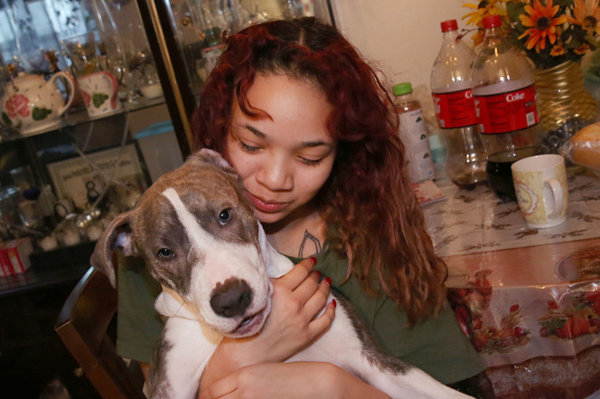 Maya és a kis pitbull, Apollo