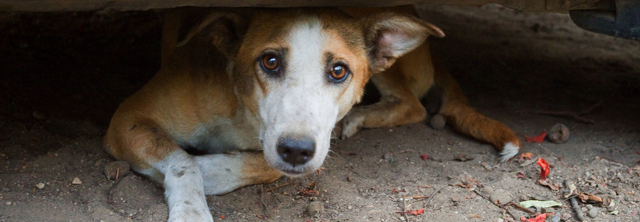 Egy utcán élő gazdátlan kutya tekintete...
