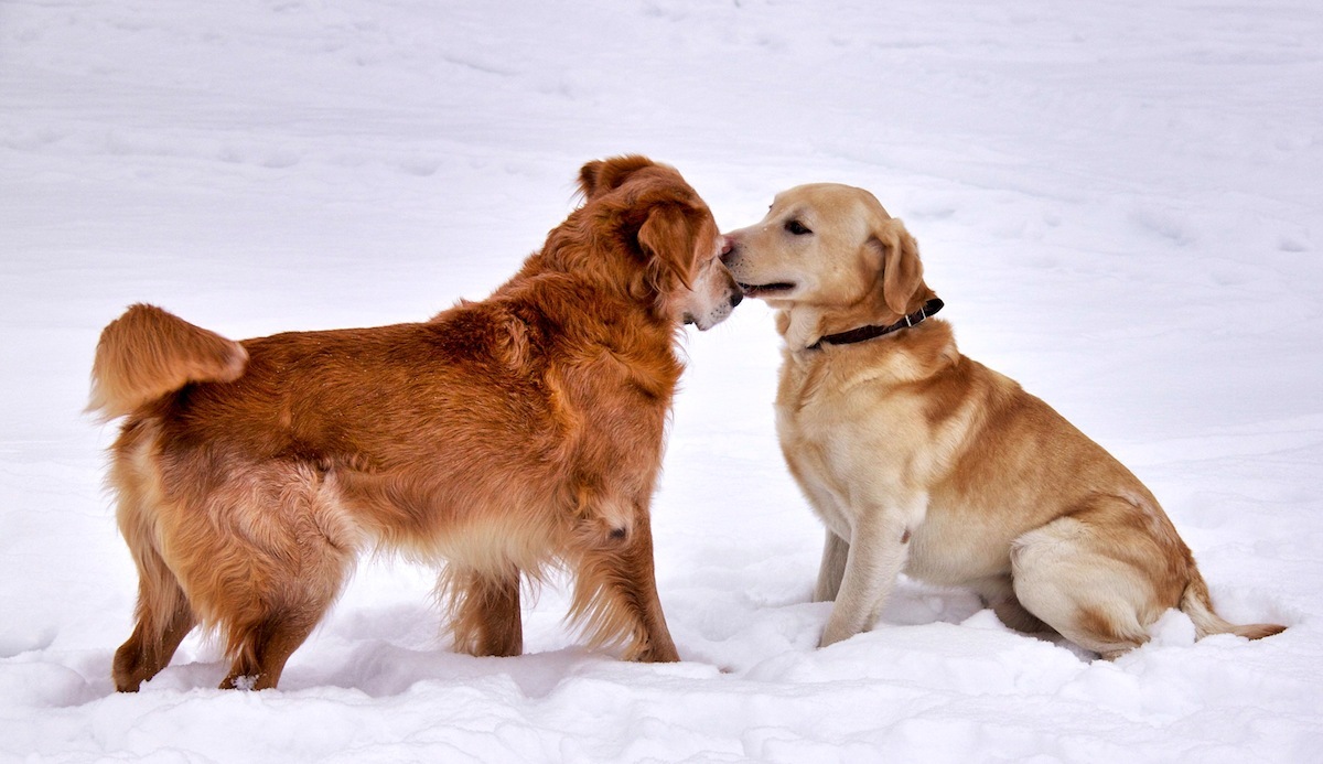 A békés találkozás a legjobb 