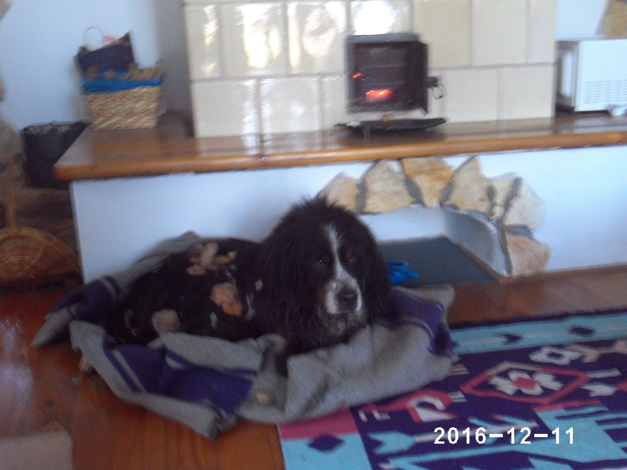 A kutya már otthon lehet, biztonságban