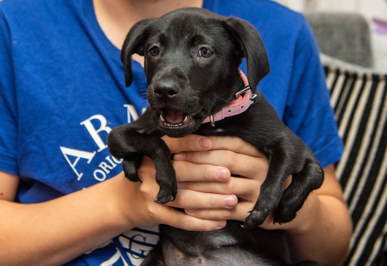 Roo, a labrador keverék kölyök hat lábbal jött a világra