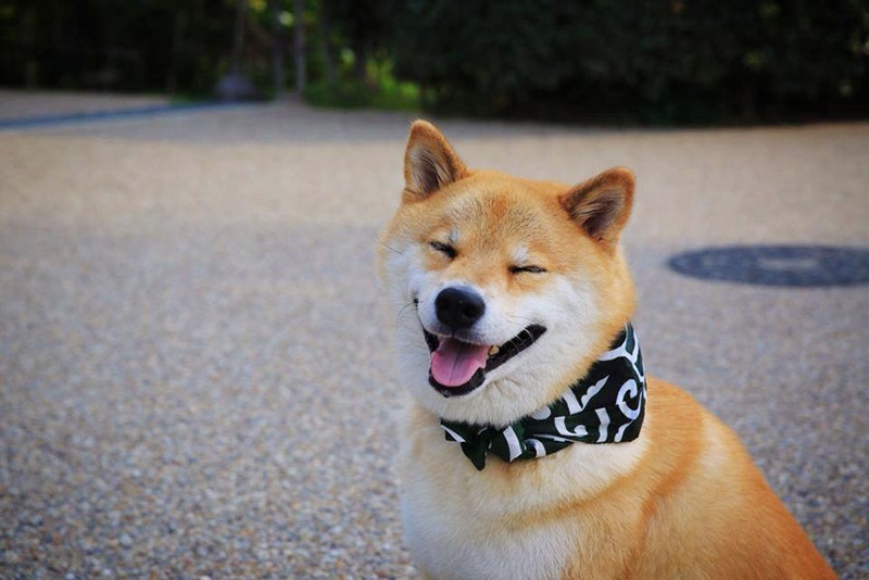 Shiba inu