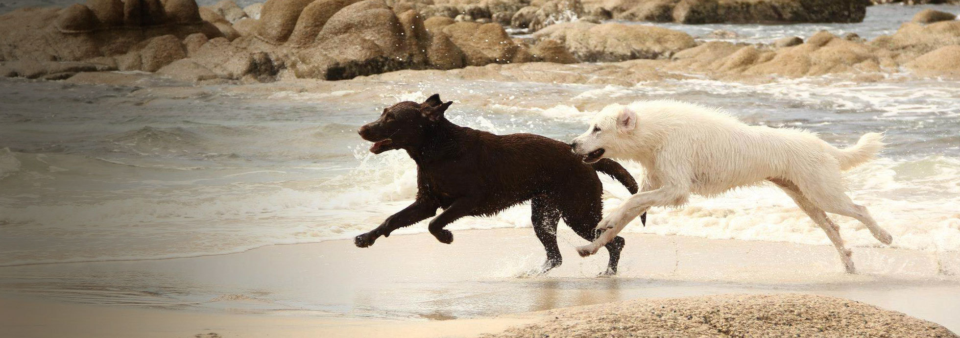 Kutyánk energiaszükséglete a mindennapokhoz helyes táplálással biztosítható