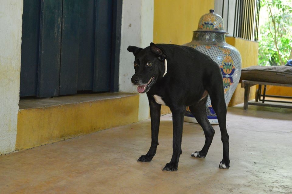Vlad, aki az emberek előtt kissé szégyenlős