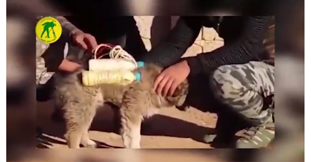 A kis kutya testére erősítették a robbanószert