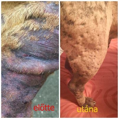 Az allergia és szőrhullás visszahúzódott 3 hét használat után