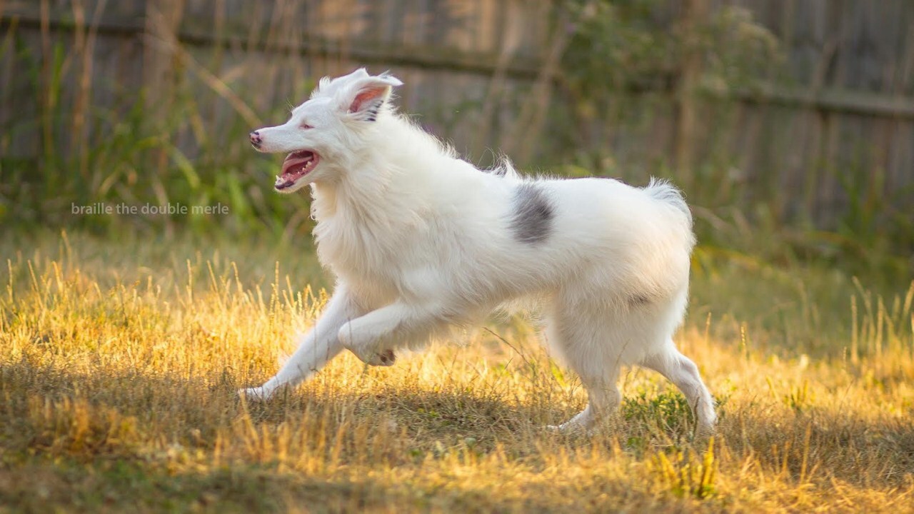 Braille a vak és süket border collie boldogan szaladgál